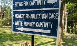 Melihat Kera Berkelompok dan Menyatu dengan Alam di Kemenuh Monkey River Bali