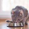Jangan Diberikan, 10 Makanan Ini Sangat Berbahaya untuk Kucing