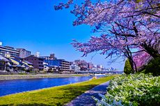 Musim Semi di Jepang Tiba, Waktu yang Pas Kunjungi Kyoto