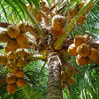 Ilustrasi buah kelapa, pohon kelapa. 