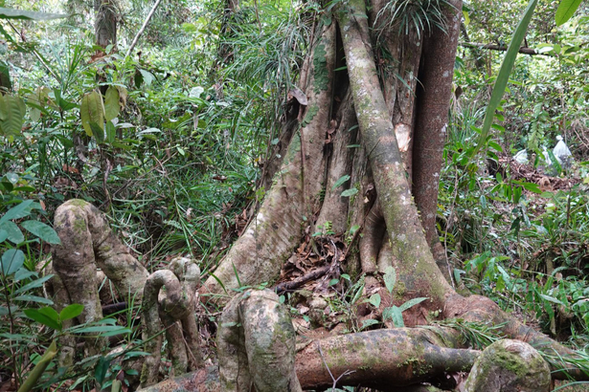 Spesies pohon raksasa baru bernama Lophopetalum tanahgambut 
