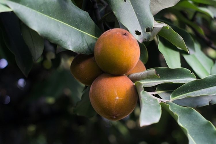 Ilustrasi buah bisbul atau buah mentega