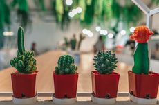 5 Pilihan Kaktus yang Bisa Diletakkan di Dalam Ruangan 
