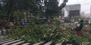 Penanganan pohon tumbang di sejumlah ruas jalan akibat cuaca ekstrem yang melanda Kota Semarang, Minggu (8/3/2026).