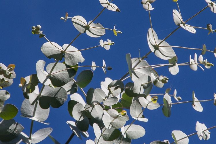 Ilustrasi daun eucalyptus. 