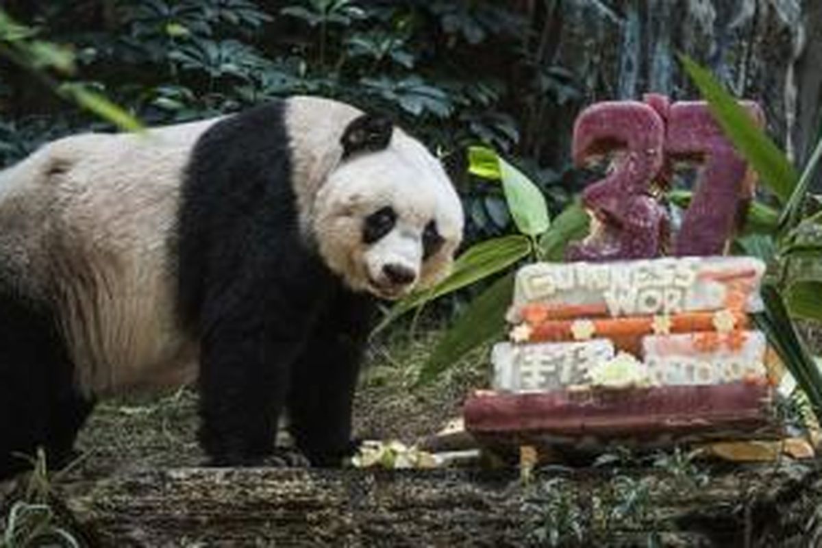 Jia-Jia, Panda di Hongkong Ocean Park.