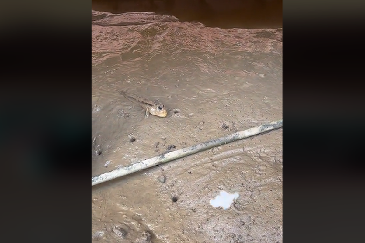 Ikan glodok, spesies ikan yang bisa berjalan di atas lumpur.
