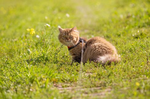 Alasan Kucing Punya Perut Buncit, Bukan Karena Obesitas