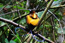 Apa Penyebab Burung Cenderawasih Terancam Punah?