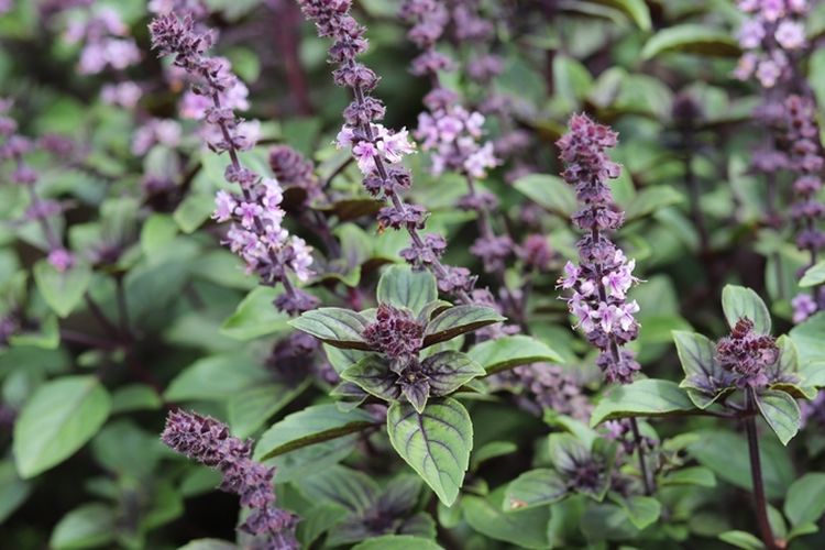 Ilustrasi tanaman selasih.