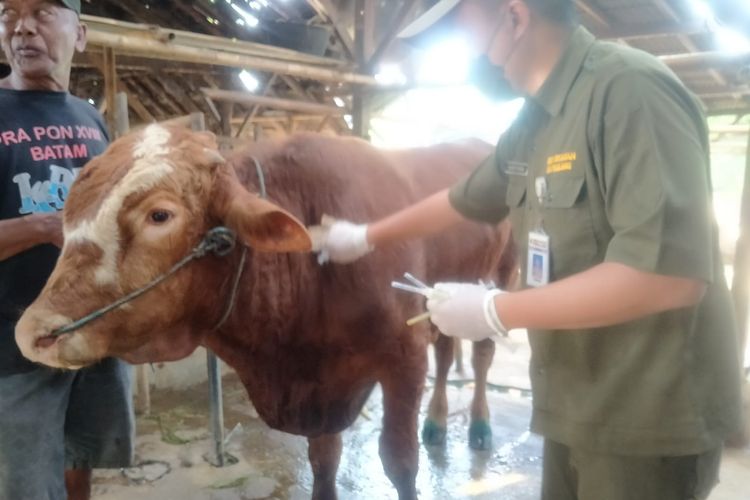 Penyuntikan antibiotik dan vitamin untuk pencegahan penyebaran wabah PMK di Desa Pedurungan, Kecamatan Taman oleh Dispertan Pemalang