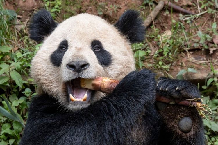 Panda raksasa Yun Chuan di provinsi Sichuan, China, 25 April 2024. 