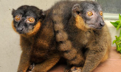 Hormon Ini Ternyata yang Bikin Lemur Betina 'Menentang' Peran Gender