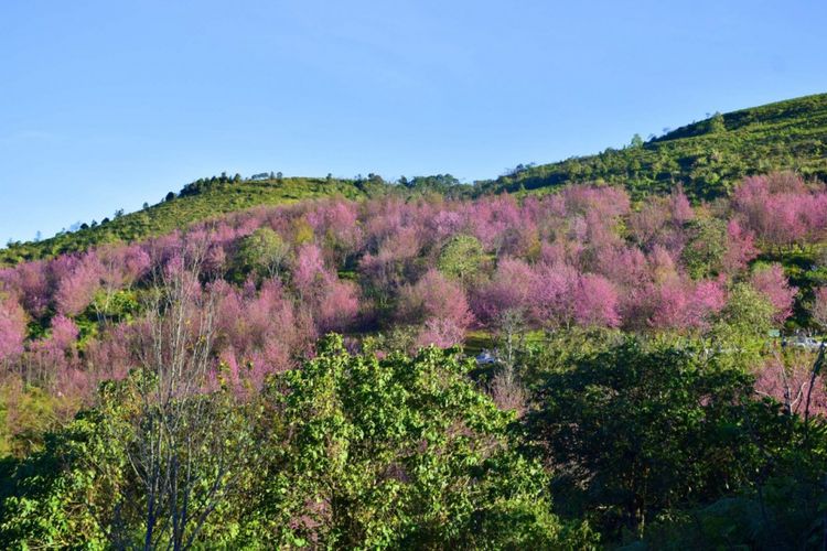 Hamparan sakura bisa ditemukan di lereng Phu Lom Lo, Taman Nasional Phu Hin Rong Kla , Thailand.