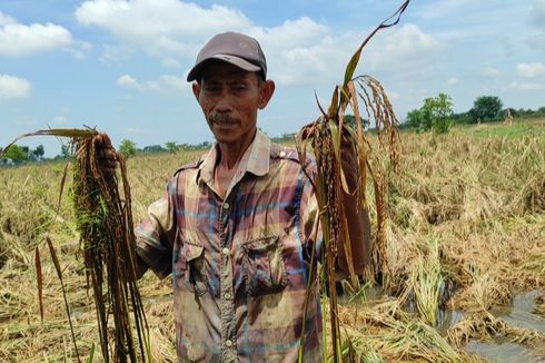 Keluh Petani Demak, Februari Gagal Panen, Kini Gagal Tanam, Kerugian Capai Rp 100 Miliar Lebih