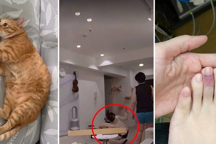 Ponkan (kiri), seekor kucing oren gemuk di Taiwan yang menjadi viral karena menabrak pemiliknya hingga jatuh dan jarinya terkilir (kanan).