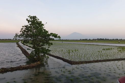 Sodetan Sungai Jadi Alternatif Petani di Indramayu Hadapi Musim Kemarau