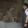 Kronologi Dua Harimau Sumatera di Ragunan Terinfeksi Covid-19