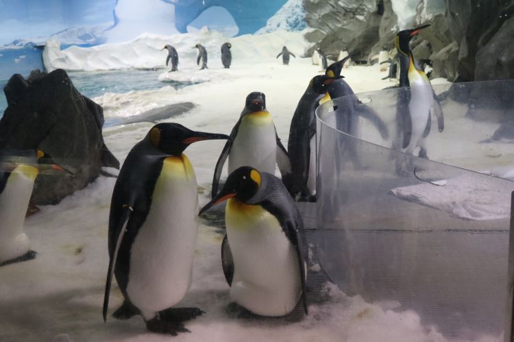 Melihat langsung Penguin Raja di Sea World Gold Coast, Australia.