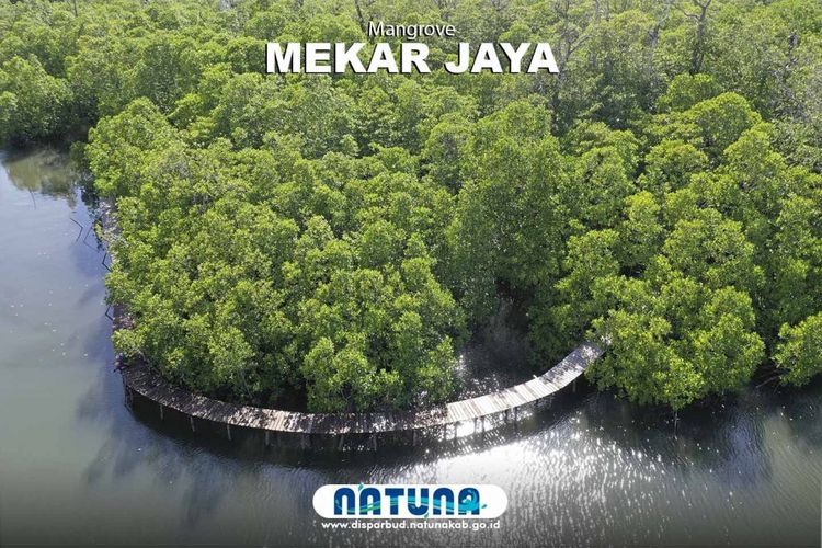 Mangrove ini berada di salah satu desa wisata yang ada di Natuna yaitu, Desa Mekar Jaya. Jarak dari Ranai ke Desa Mekar Jaya yaitu sekitar 1 jam dengan menggunakan motor atau mobil.