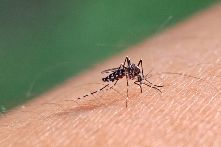 Ilustrasi nyamuk Aedes aegypti menggigit manusia. 