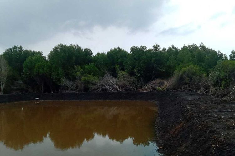 Kondisi kerusakan lingkungan dampak menjamurnya tambak Udang Vaname (Littopenaeus Vannamei) ilegal di Desa Kemujan, Kecamatan Karimunjawa, Kabupaten Jepara, Jawa Tengah beberapa hari lalu.