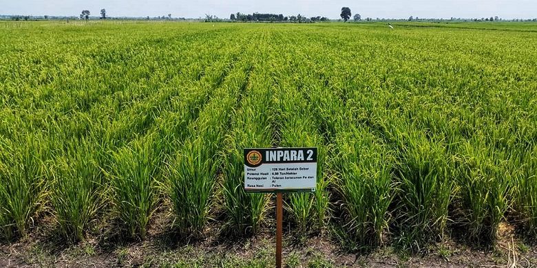 Pertanaman Padi Varietas Inpara 2 di lahan rawa Desa Jejangkit, Kecamatan Jejangkit, Kabupaten Barito Kuala, Kalimantan Selatan pada kondisi pertanaman dihamparan lahan rawa seluas 60 hektare.