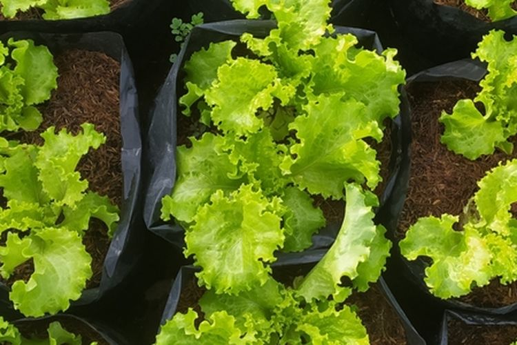 Ilustrasi menanam selada di polybag. 