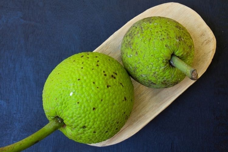 Ilustrasi buah sukun