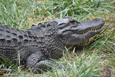 Temuan Baru, Aligator Kerabat Buaya Ternyata Bisa Meregenerasi Ekornya