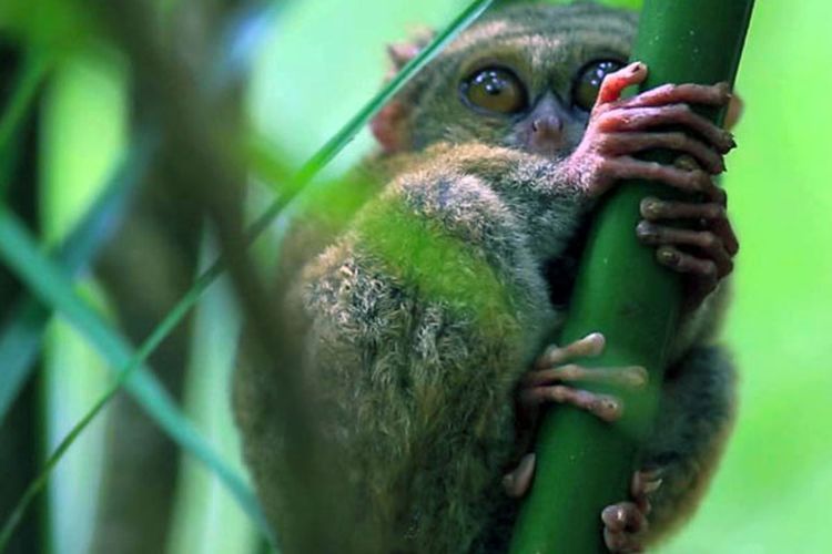 Tarsius di Sulawesi Utara merupakan primata terkecil di dunia.