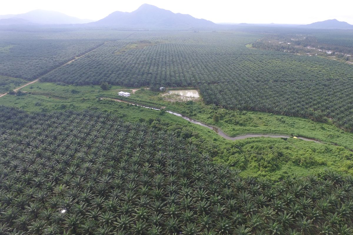 Pemantauan drip fertigation di PT Sahabat Mewah dan Makmur (SMM), salah satu anak perusahaan PT Austindo Nusantara Jaya (ANJ) di Bangka Belitung.