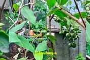 Rumah Makin Penuh, Tanaman Buah Justru Makin Subur