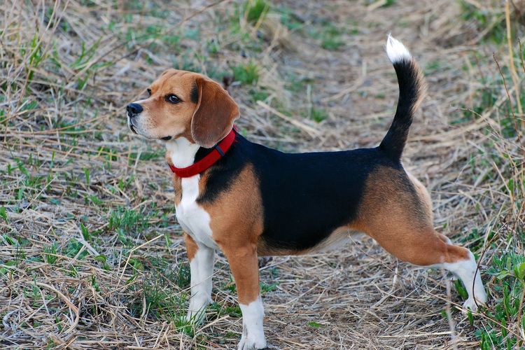 Ilustrasi anjing Beagle, Ilustrasi ekor anjing.