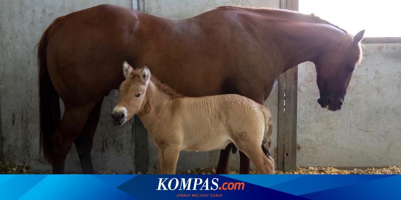 Kuda Kawin : Foto Sepasang Anjing Kawin Di Tengah Jalan Bikin Heboh Warga Denpasar Merdeka Com