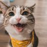 Ketahui Beragam Arti Meongan dan Suara yang Dihasilkan Seekor Kucing