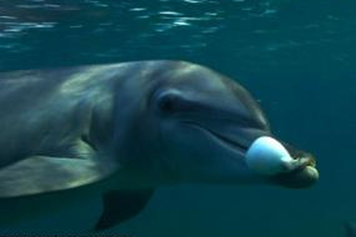 Lumba-lumba juga suka mengkonsumsi senyawa yang punya efek serupa narkotika.