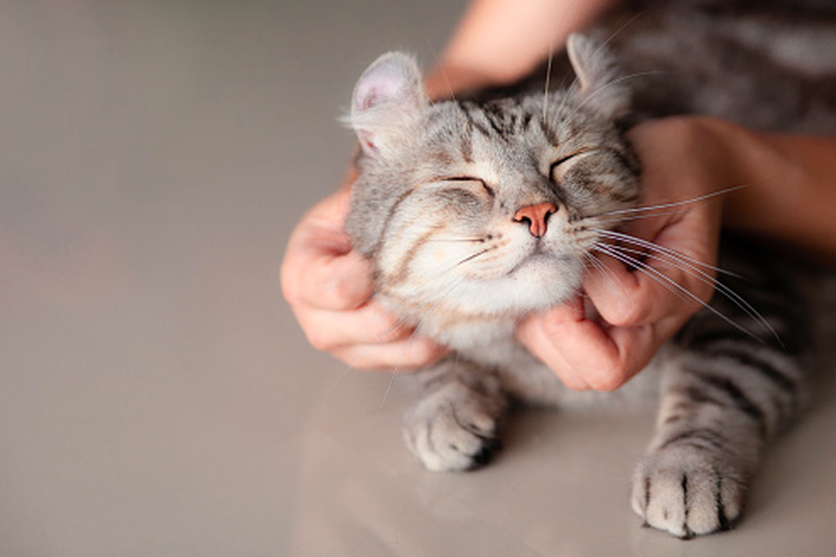 Cara mengenali bahasa tubuh kucing yang lagi bahagia