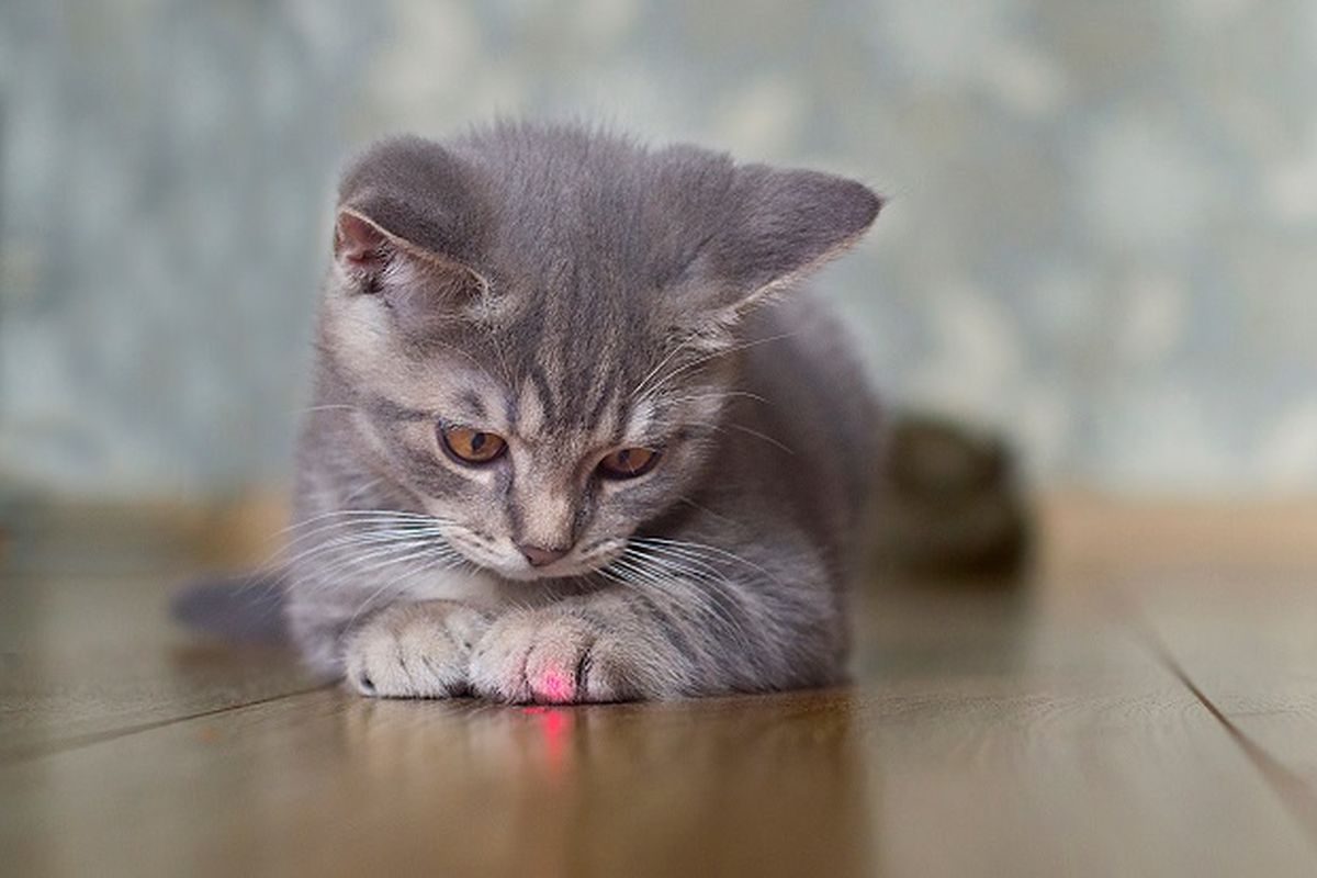 Ilustrasi kucing - Seekor anak kucing sedang bermain dengan laser pointer.