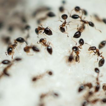 Ilustrasi semut, koloni semut.