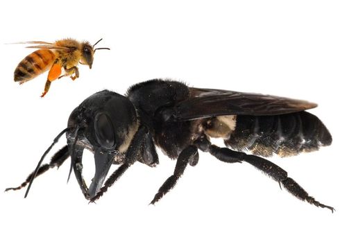 Sembunyi Hampir 40 Tahun, Lebah Terbesar di Dunia Ditemukan di Maluku