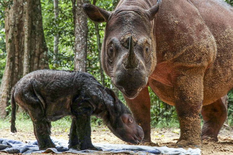 Rosa, seekor induk badak Sumatera (Dicerorhinus sumatrensis) menemani anaknya berjenis kelamin betina yang baru berusia beberapa hari di Suaka Rhino Sumatera, Taman Nasional Way Kambas (SRS TNWK), Lampung Timur, Lampung, Senin (28/3/2022). Bayi badak Sumatera tersebut lahir dari hasil perkawinan badak jantan bernama Andatu dan badak betina bernama Rosa pada Kamis (24/3) pukul 11.44 WIB di Suaka Rhino Sumatera Taman Nasional Way Kambas, Lampung.
