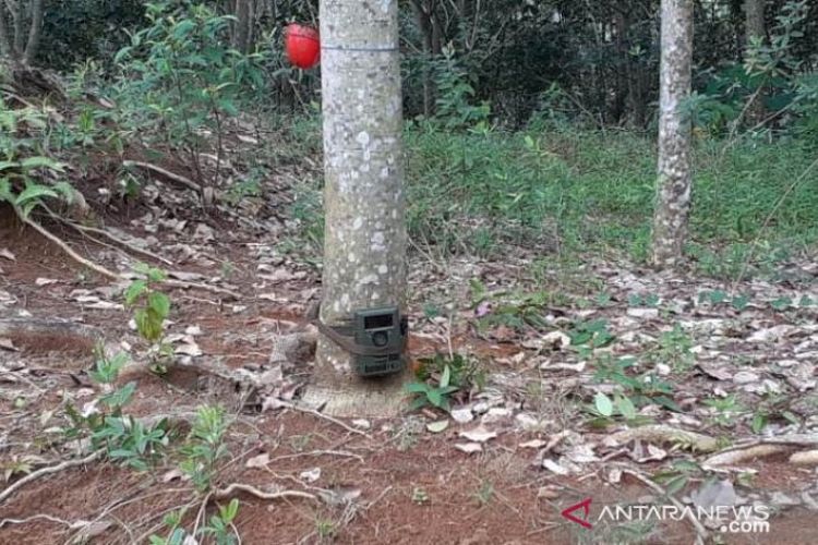 Sebanyak 13 unit Kamera Trap untuk memantau keberadaan Harimau yang dipasang di batang pohon Karet di Dusun Sipincur Desa Perkebunan Hapesong Kecamatan Batang Toru Kabupaten Tapanuli Selatan dipasang Tim BKSDA SU hilang dicuri pencuri dan dijual seharga Rp500 ribu dan tersangkanya berhasil diamankan pihak Polres Tapsel. 