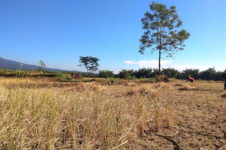 Petani di Desa Terung Kecamatan Panekan Kabupaten Magetan memilih membabat tanaman padi mereka untuk pakan ternak karena mengering.