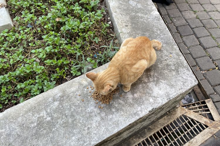Tak Cukup Modal Sayang, Banyak Pemilik Kucing Menyerah Saat Ekonomi Makin Berat