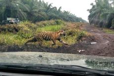 Harimau Bonita Bertahan di Hutan, Petugas Berpatroli di Perlintasan