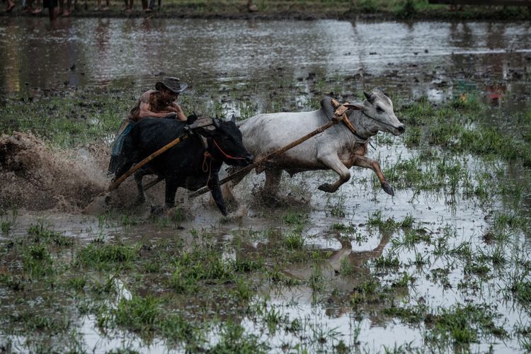 Seorang joki berusaha mengendalikan sapi (Jawi) saat mengikuti kegiatan olahraga tradisional Pacu Jawi di Tanah Datar, Sumatera Barat, Sabtu (17/3/2018). Pacu Jawi merupakan permainan olahraga tradisional yang diadakan usai panen padi dan telah menjadi atraksi wisata untuk menarik wisatawan asing dan wisatawan lokal.