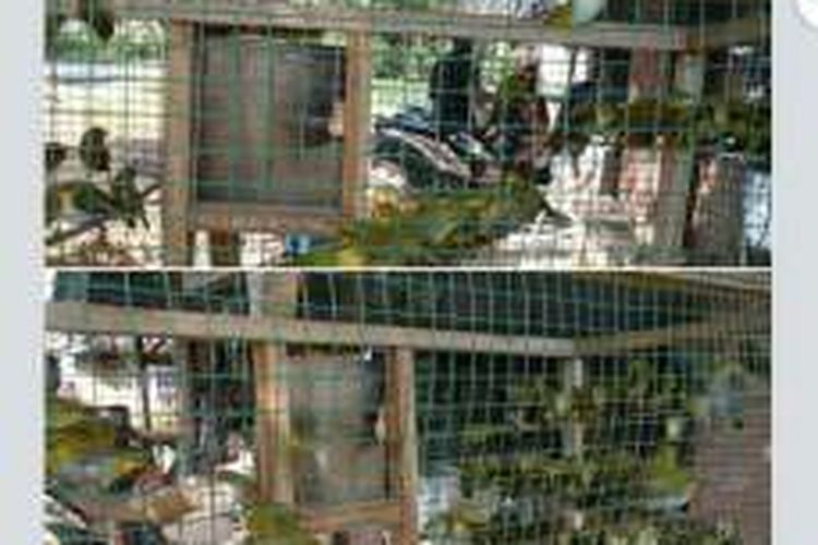 Salah satu foto ratusan burung Pleci Enggano yang didapat dari facebook dijual secara online