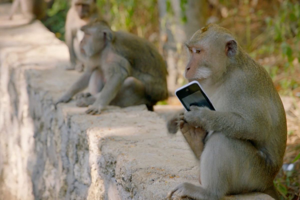 Monyet Uluwatu yang mencuri ponsel wisatawan