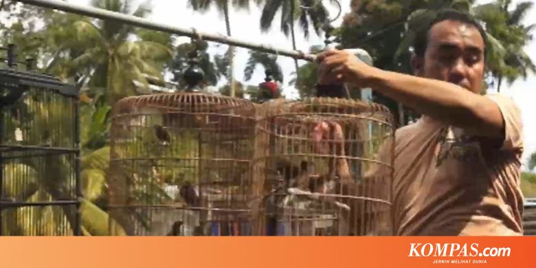 Kenapa Harga Burung Kicau di Indonesia Bisa Sampai Ratusan Juta? - Kompas.com - KOMPAS.com